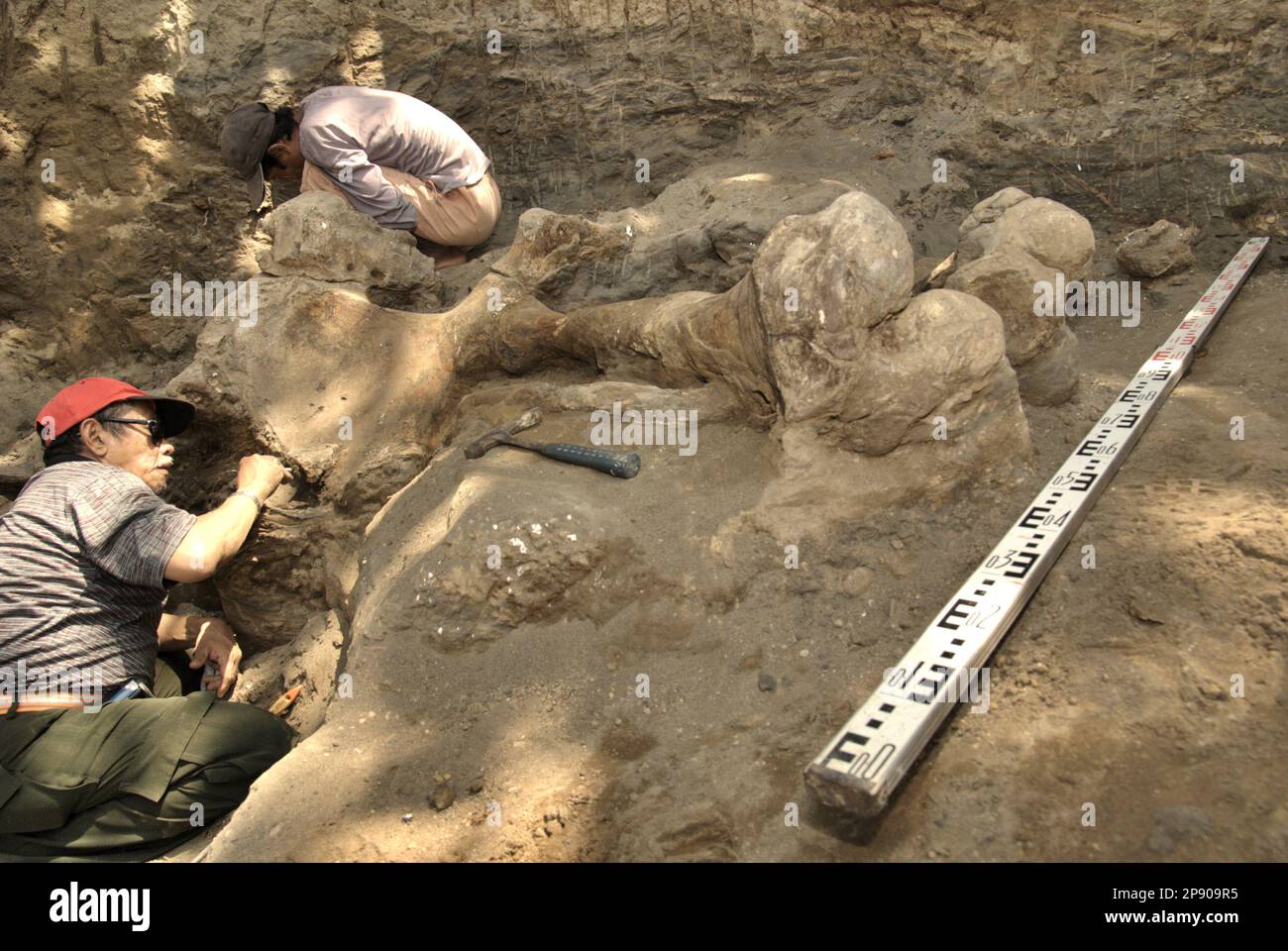 Fachroel Aziz, ein Forschungsprofessor für Vertebratenpaläontologie (trägt rote Baseballmütze), arbeitet mit einem Dorfbewohner während der Ausgrabung versteinerter Knochen von Elephas hysudrindicus – einer ausgestorbenen Elefantenart, die während der Epoche des Pleistozän lebte, die später als „Blora Elefant“ in Sungora, Mendora, Kradenan, Zentraljan, Kradenan, Kradenan, bekannt ist. Indonesien. Das Team von Wissenschaftlern von Vertebrate Research (Geologische Agentur, indonesisches Ministerium für Energie und mineralische Ressourcen) unter der Leitung der Paläontologen Iwan Kurniawan und Aziz selbst entdeckte die Knochen der Spezies fast vollständig (etwa 90 Prozent... Stockfoto
