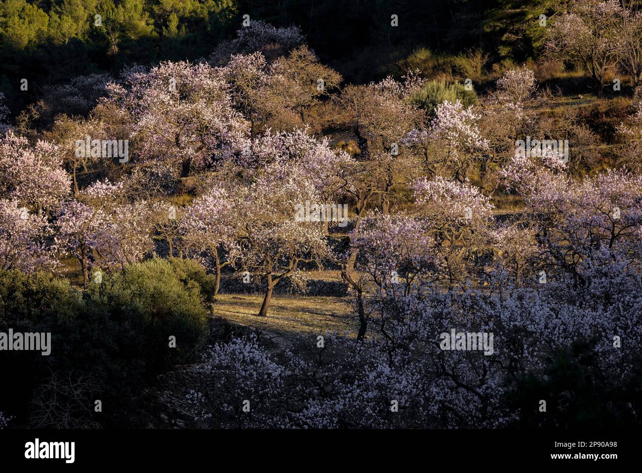 Blühendes Feld mit Mandelbäumen in der Nähe der Einsiedlung Sant Blai, in der Serra de Tivissa Range (Ribera d'Ebre, Tarragona, Katalonien, Spanien) Stockfoto