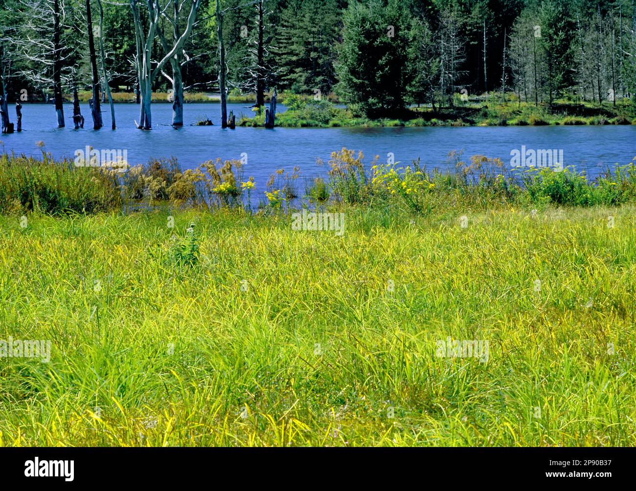 Shaggers Inn Water Impoundment im Moshannon State Forest im Clearfield County, Pennsylvania, ist ein Naturschutzprojekt Stockfoto