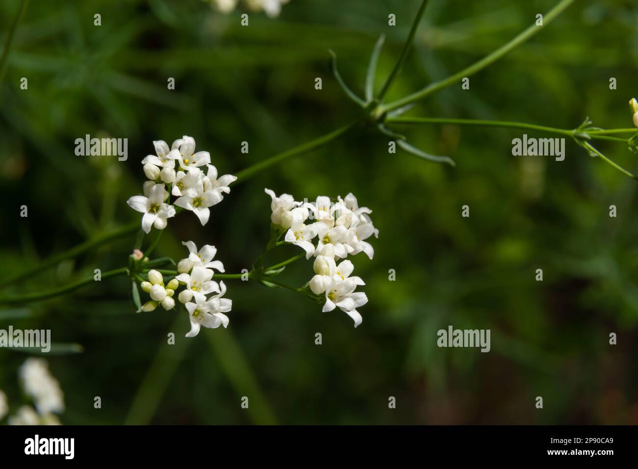 Makrofoto einer Blume einer wachsartigen Betstrohpflanze, Galium glaucum. Stockfoto