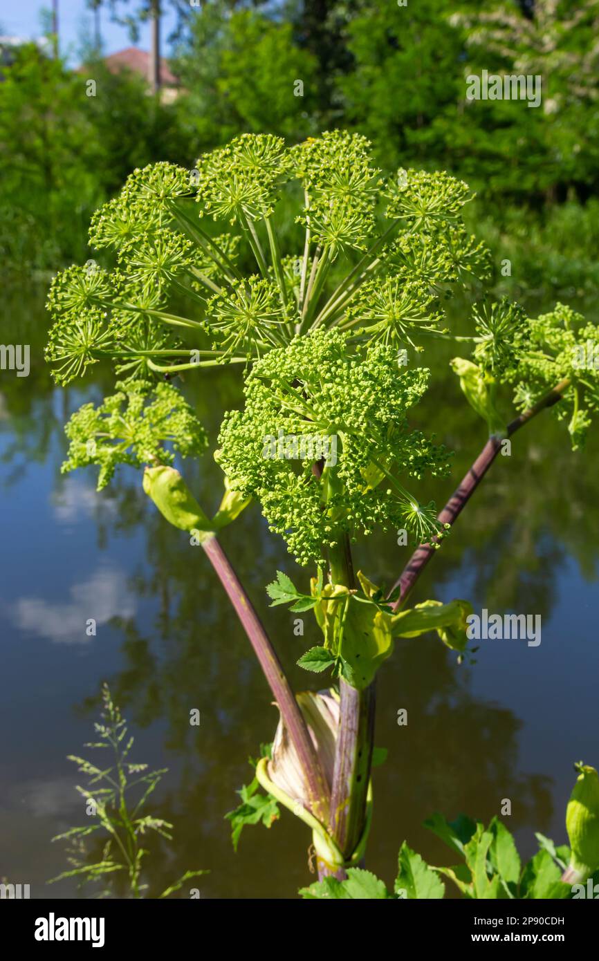 Medizinisches, ätherisches Öl, Honig, Nahrungspflanze - Angelica Archangelica wächst in der Wildnis. Stockfoto