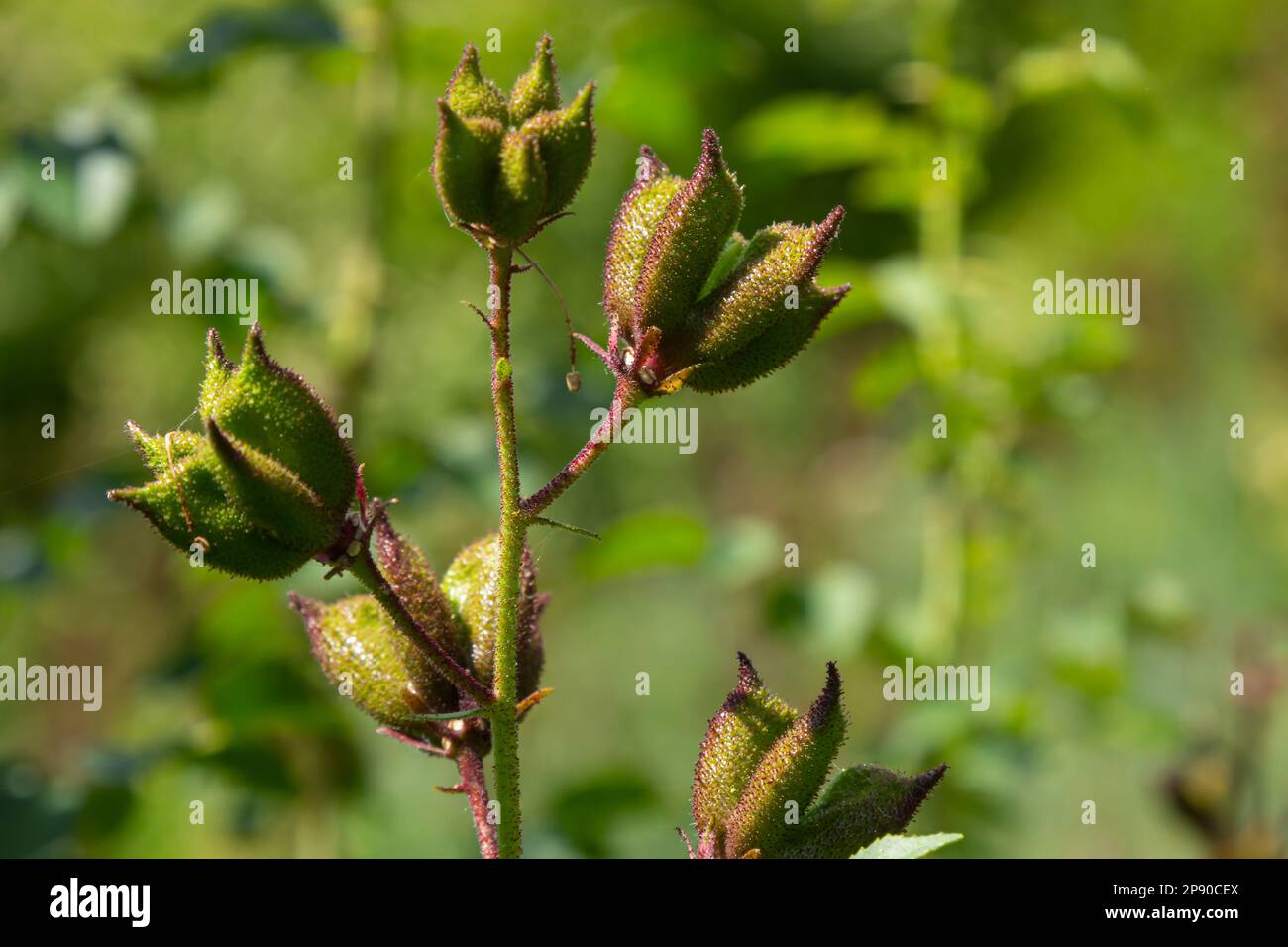 Samen auf Stängeln Dictamnus Albus ist eine Gattung von Blütenpflanzen der Familie Rutaceae. Die Blüten weiß mit lila Adern oder rosa, rötlich, lila mit Stockfoto