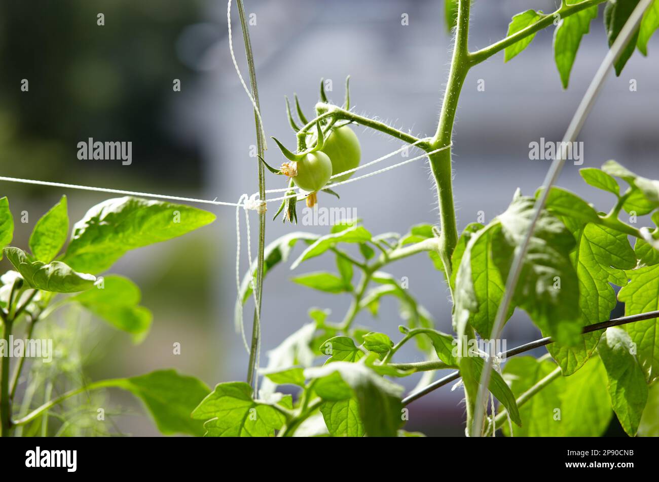 Tomate wächst im Garten. Anbau von frischem Gemüse auf dem Bauernhof Stockfoto