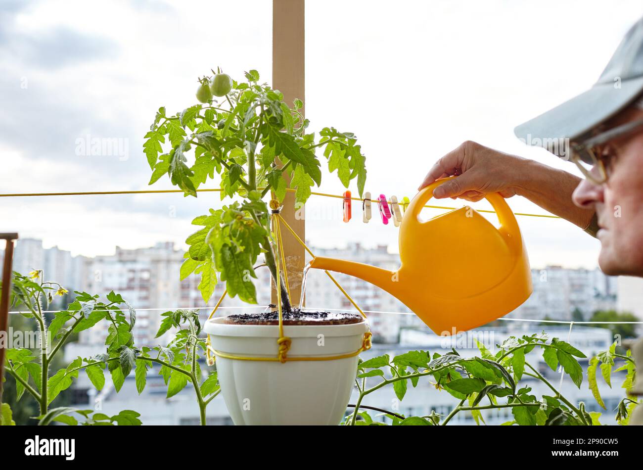 Alter Mann, der im Gewächshaus gärtnerte. Die Hände der Männer halten die Gießkannen und die Tomatenpflanze Stockfoto