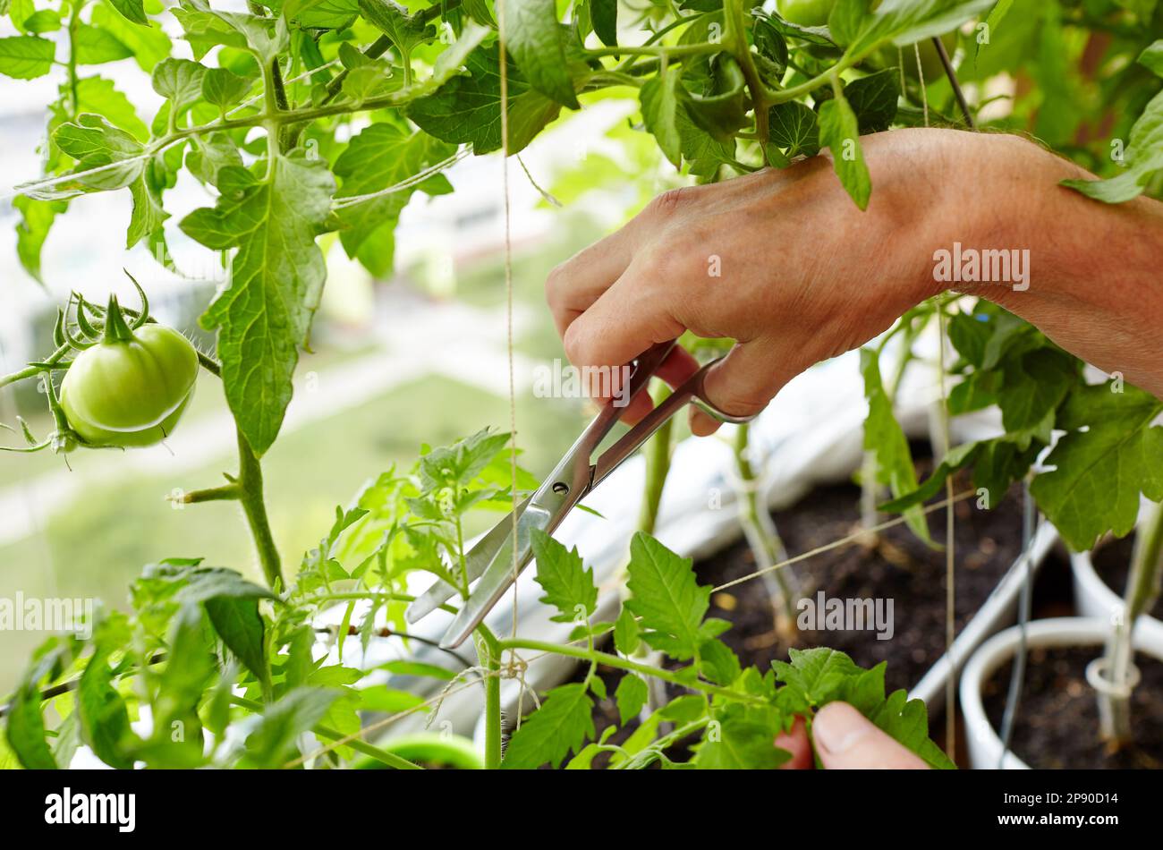 Männerhände schneiden Sauger (Seitenschieber) von Tomatenpflanzen mit einer Schere. Bauer, der im Gewächshaus arbeitet Stockfoto