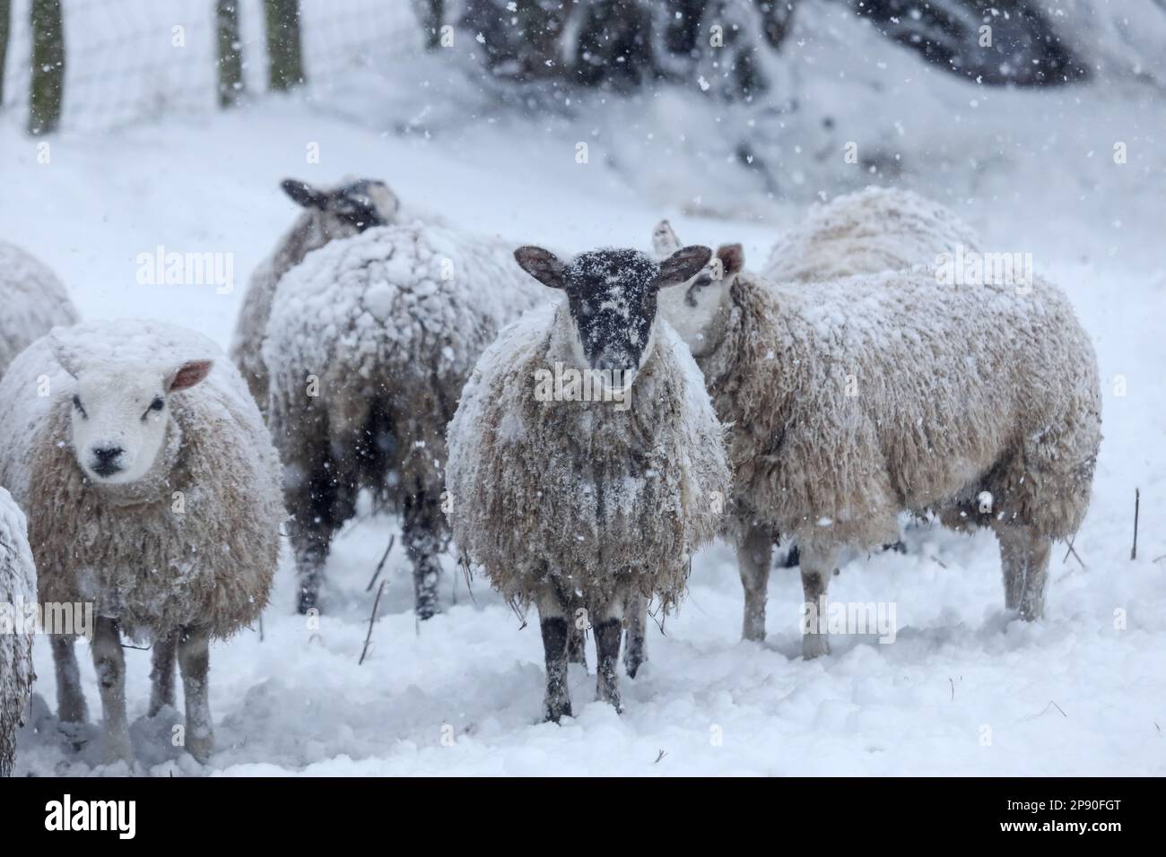 Teesdale, County Durham, Großbritannien. 10. März 2023 Wetter in Großbritannien. Mit einer bernsteinfarbenen Wetterwarnung in der Gewalt schwangere Schafe unter den Bäumen beherbergen, während starker Schnee in Teesdale, County Durham fällt. Schneestürme zu dieser Jahreszeit werden von Bauern in den Dales als „Lambstürme“ bezeichnet, da sie zu der Zeit auftreten, zu der die Schafe ihre Lämmer zur Welt bringen. Kredit: David Forster/Alamy Live News Stockfoto