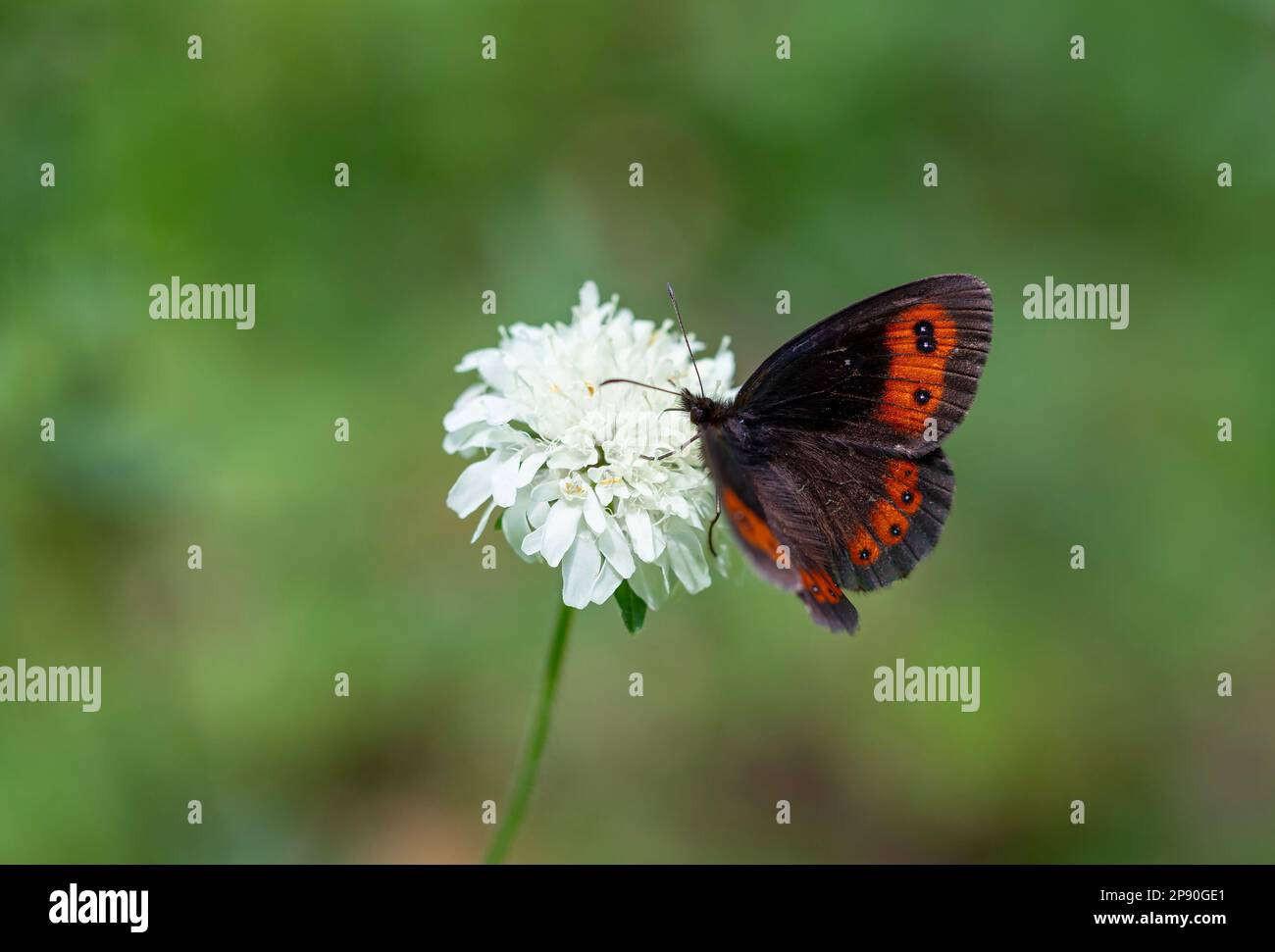 Schöne Brünette schottisch ; erebia aethiops Stockfoto
