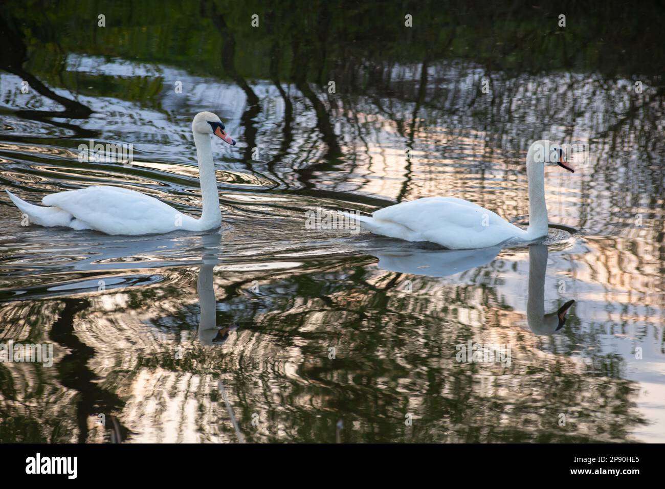 Keuchschwan - Cygnus-Farbe im Wasser auf dunklem Hintergrund. River, Sommerabend. Stockfoto