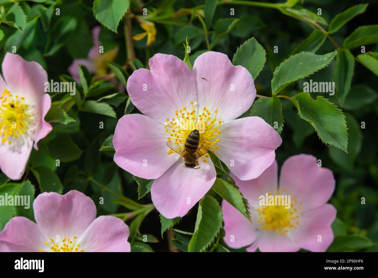Honig Biene Apis mellifera sammelt Pollen auf weiße Blume von Bush Dog Rose. Latin Rosa Canina, ähnlich einem Sweet Briar auch als heckenrose stat Stockfoto