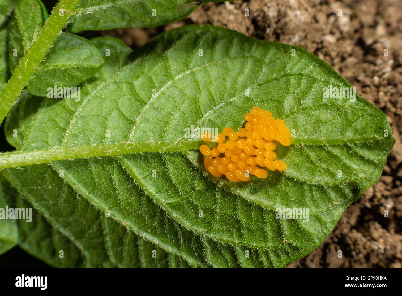 Colorado Kartoffelkäfer fressen Kartoffelblätter, Leptinotarsa decemlineata. Stockfoto