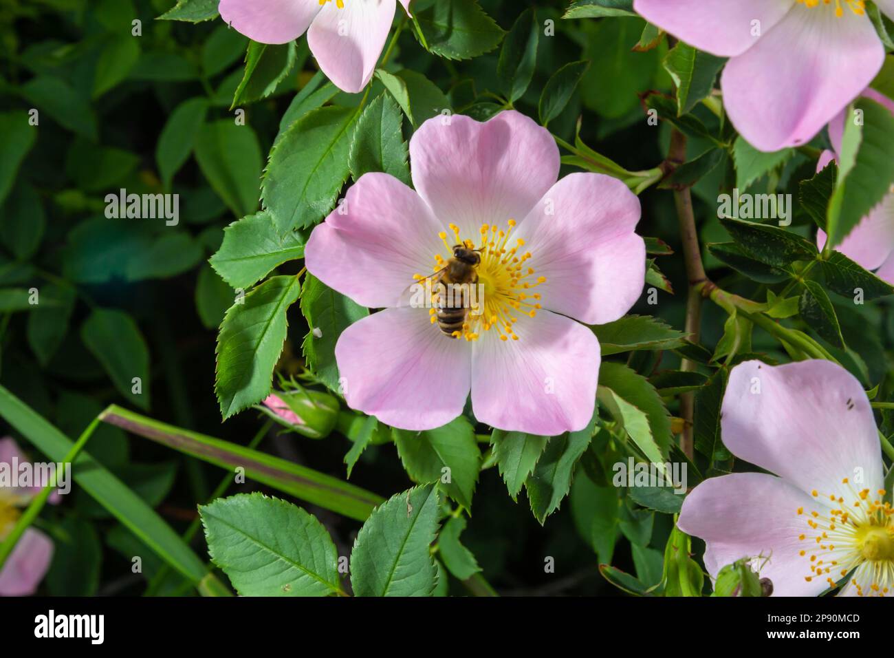 Honig Biene Apis mellifera sammelt Pollen auf weiße Blume von Bush Dog Rose. Latin Rosa Canina, ähnlich einem Sweet Briar auch als heckenrose stat Stockfoto