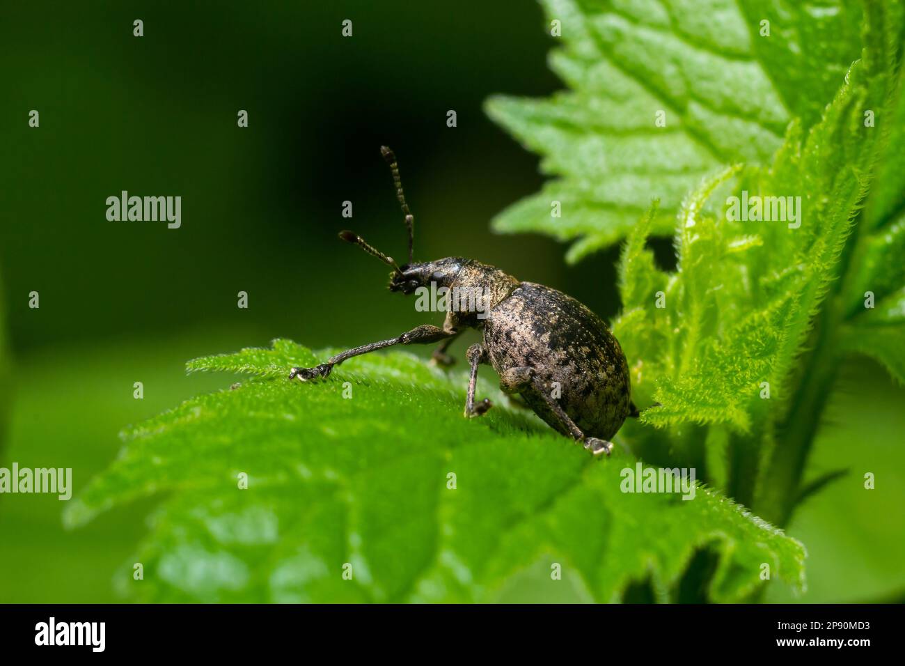 Ein schwarzer Weinkäfer, Otiorhynchus sulcatus, Familie Curculionidae, auf einem wilden Kammblatt. Stockfoto