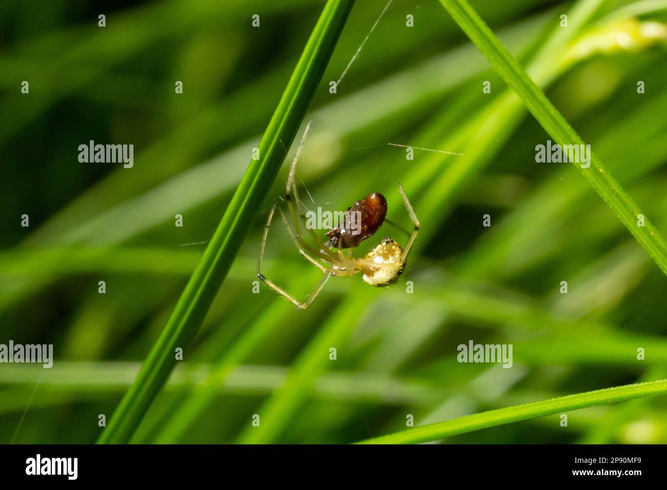 Verschlüsse der Spinne Enoplognatha ovata oder der ähnlichen Enoplognatha latimana, Familie Theridiidae. Auf der Unterseite eines Blattes aus gemeinem Ragwurz Jacoba Stockfoto