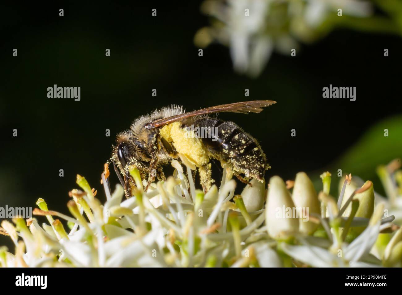 Honigbiene mit einem Pollenkorb sitzt auf weißen Blumen, Cornus alba, Rotbellen, weißem oder sibirischem Hundewald. Stockfoto