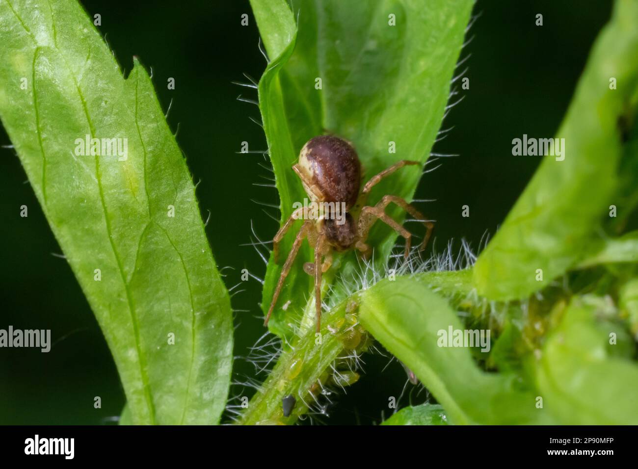 Erwachsener männlicher Running Crab Spider of the Family Philodromidae. Stockfoto