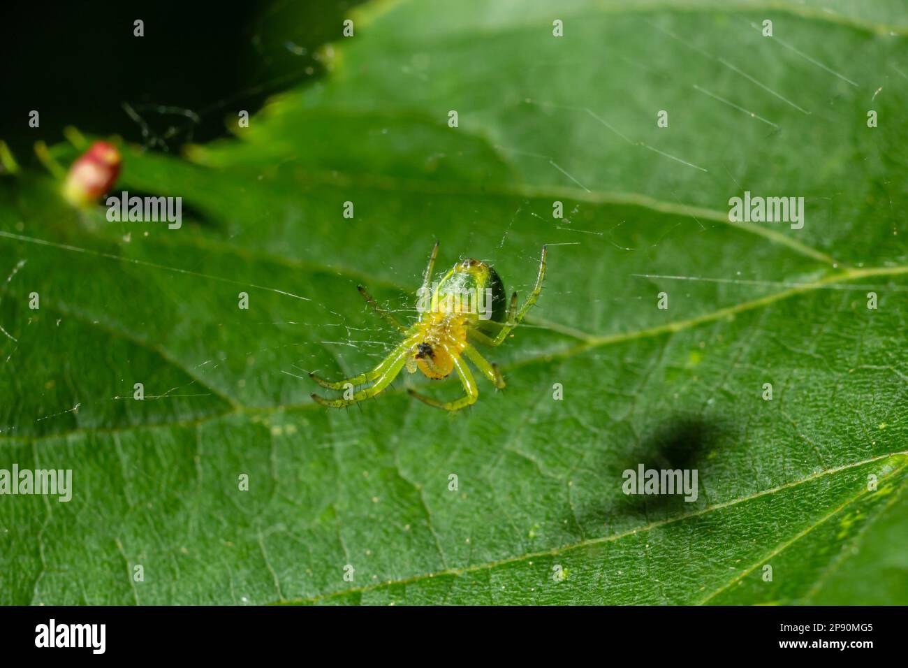 Kleine grüne Spinne, Araniella cucurbitina, auch bekannt als Gurkenspinne. Ansicht der Unterseite mit Zentrifugen. Stockfoto