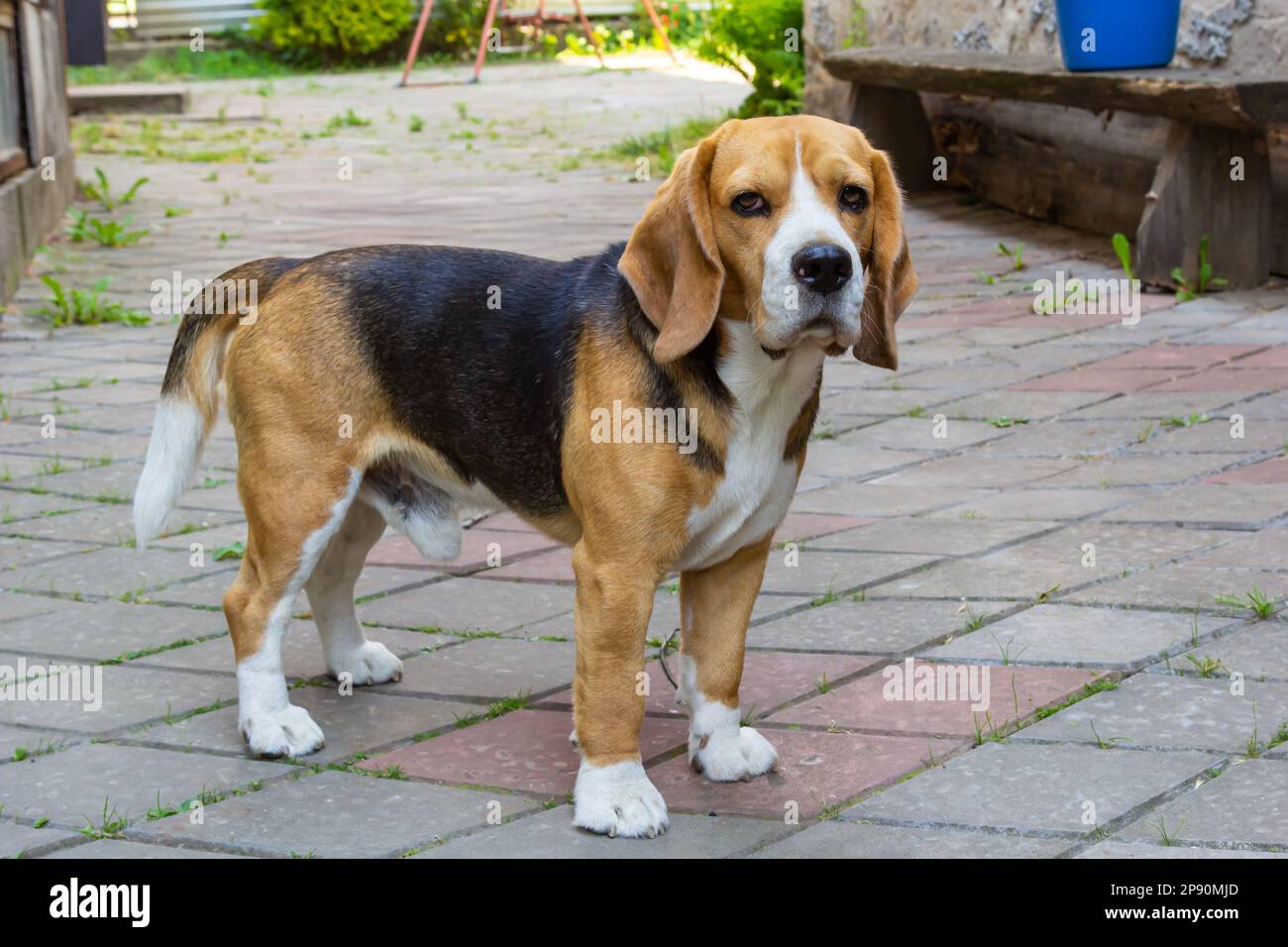 Wunderschöner Haushund-Beagle, Haustier für einen Spaziergang, wunderschöner Showdog. Stockfoto