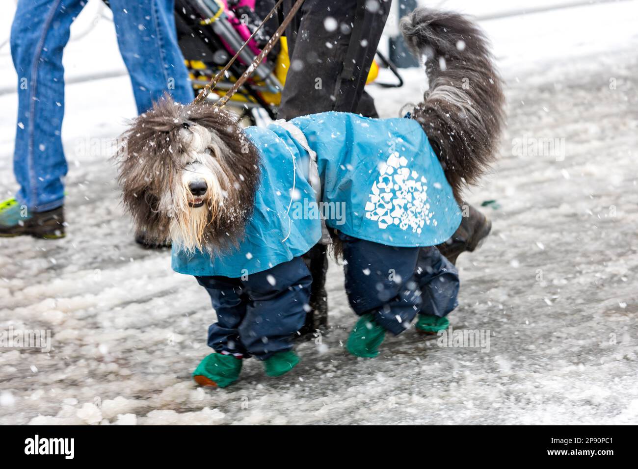 Birmingham, 10. März 2023. Hunde der Arbeits- und Pastoralrassen kommen am zweiten Tag des Crufts 2023 im NEC in Birmingham UK an. ©Jon Freeman/Alamy Live News Stockfoto