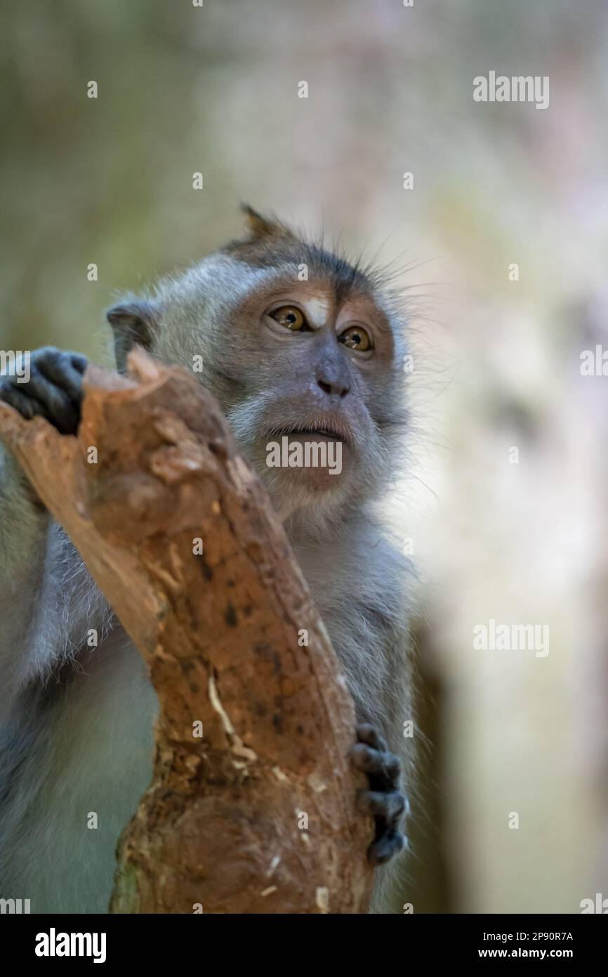 Krabbenmakaken (Macaca fascicularis), auch bekannt als Langschwanzmakaken, sind in Bali weit verbreitet Stockfoto