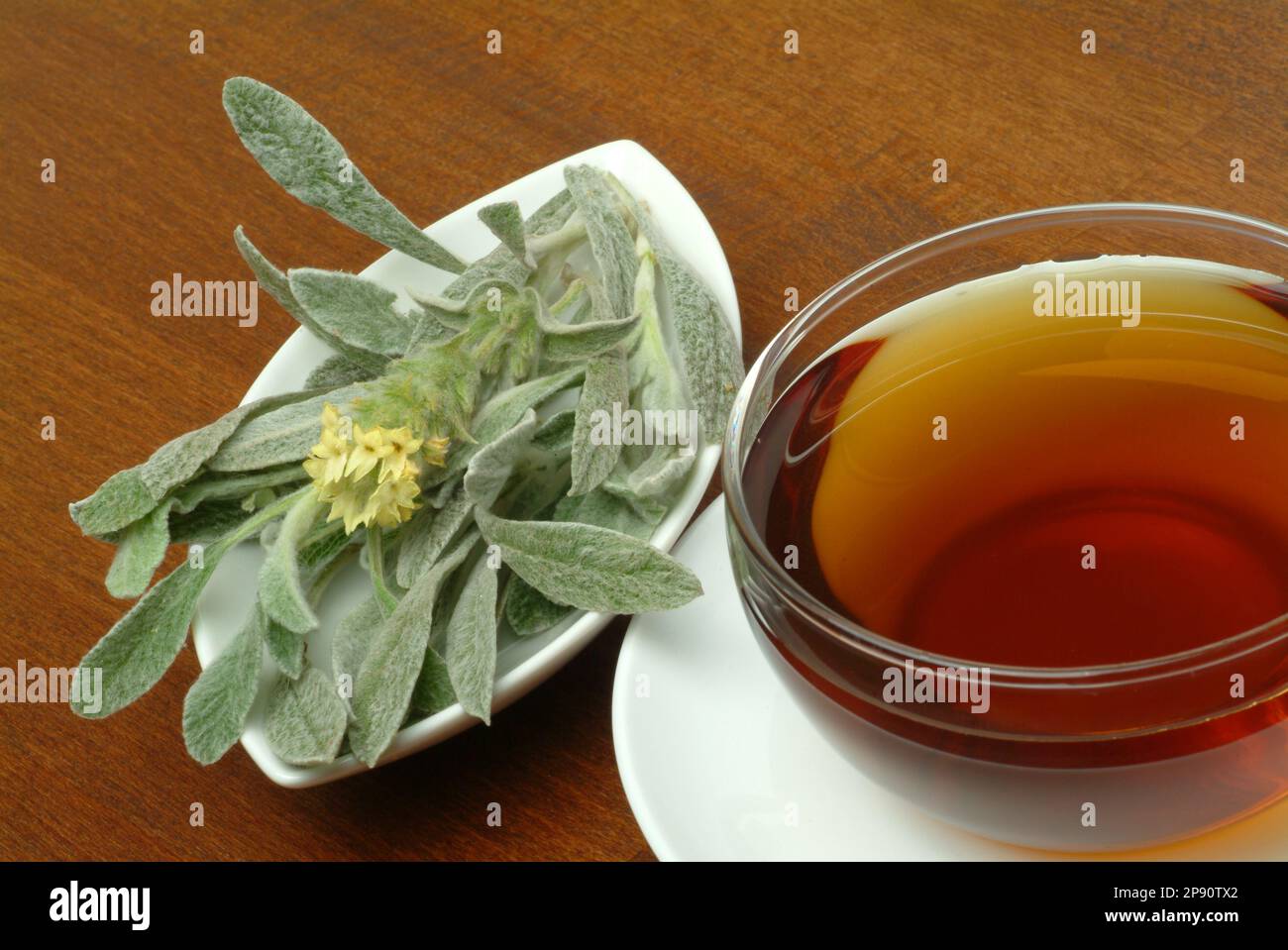 Tee aus griechischer Bergtee, Kräutertee, Heiltee, medizinische Verwendung, Tasse Tee mit frischem Zweig , Sideritis syriaca Stockfoto