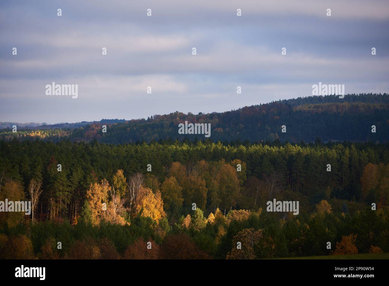 Birken im Wald erleuchtet von den Sonnenstrahlen in der Herbstsaison. Stockfoto
