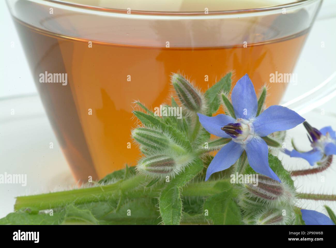 Tee aus Borretsch, Borretschtee, Heilpflanze, Gewürz, Kräuter, Kräutertee, medizinische Verwendung, Tasse Tee mit frischem Blütenzweig daneben, Borago Stockfoto