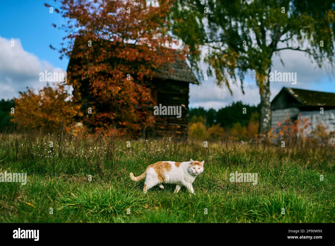 Rot-weiße Katze im Hintergrund eines alten Landhauses Stockfoto