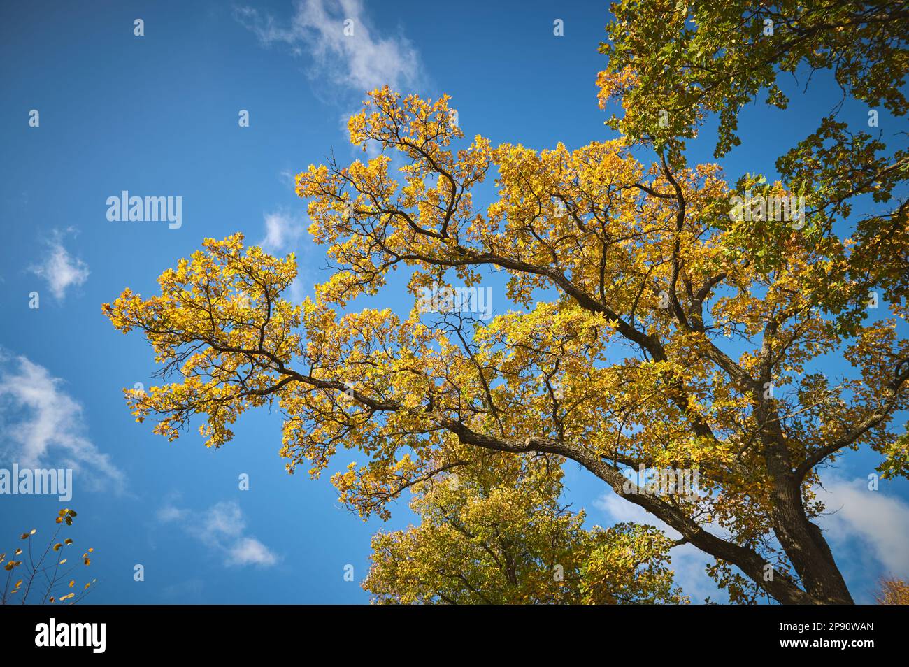 Herbstblätter von Bäumen vor einem klaren, wolkenlosen Himmel. Stockfoto