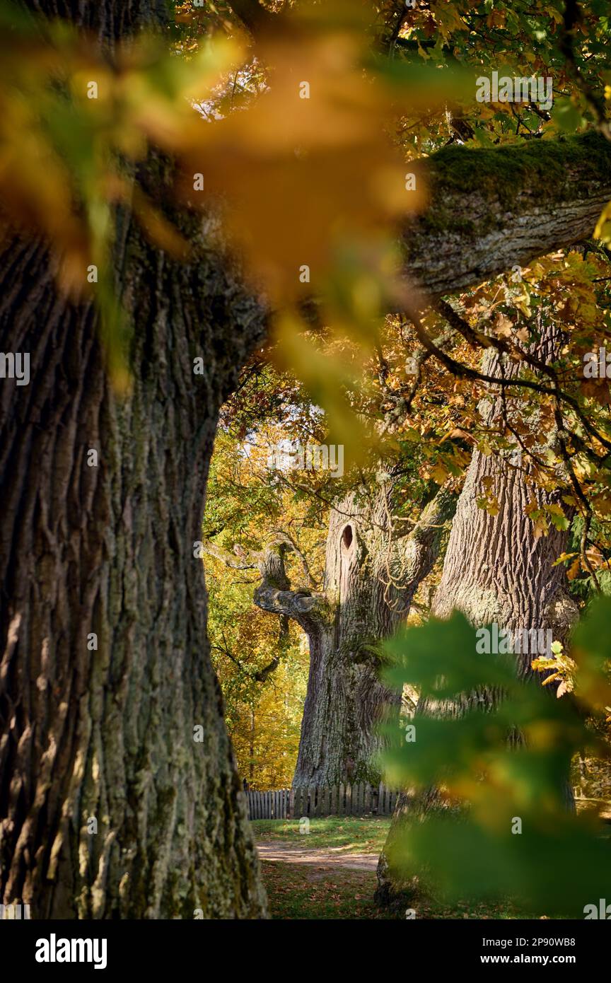 Eichenallee im Herbst in Górecko Kościelne Stockfoto
