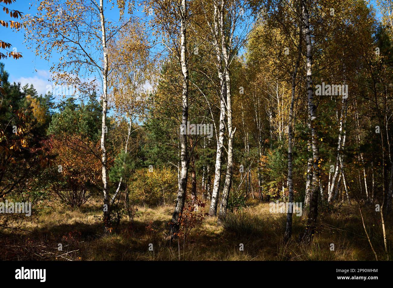 Ländliche Landschaft von Feuchtwiesen und Waldgebieten Stockfoto