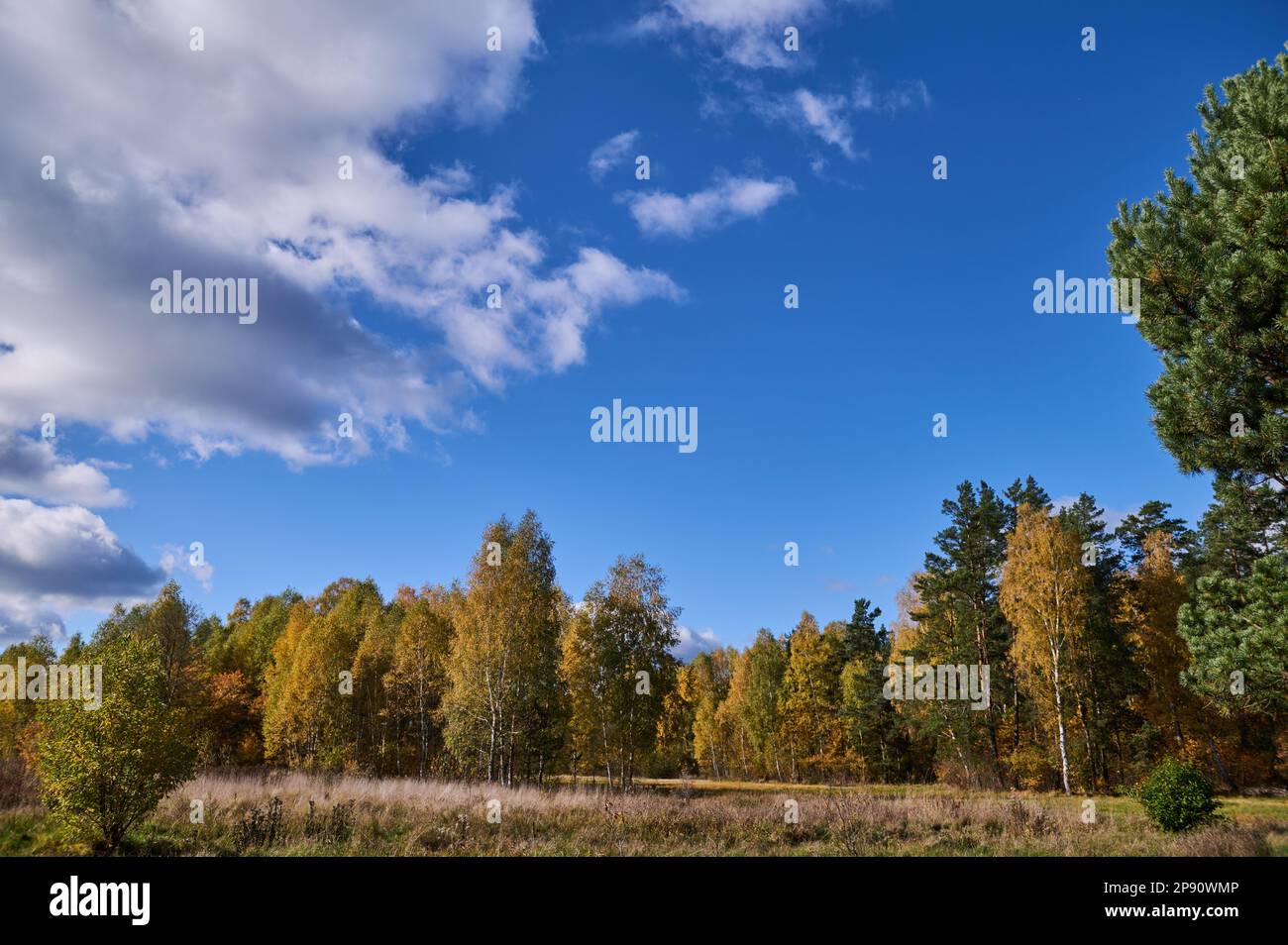 Ländliche Landschaft von Feuchtwiesen und Waldgebieten Stockfoto