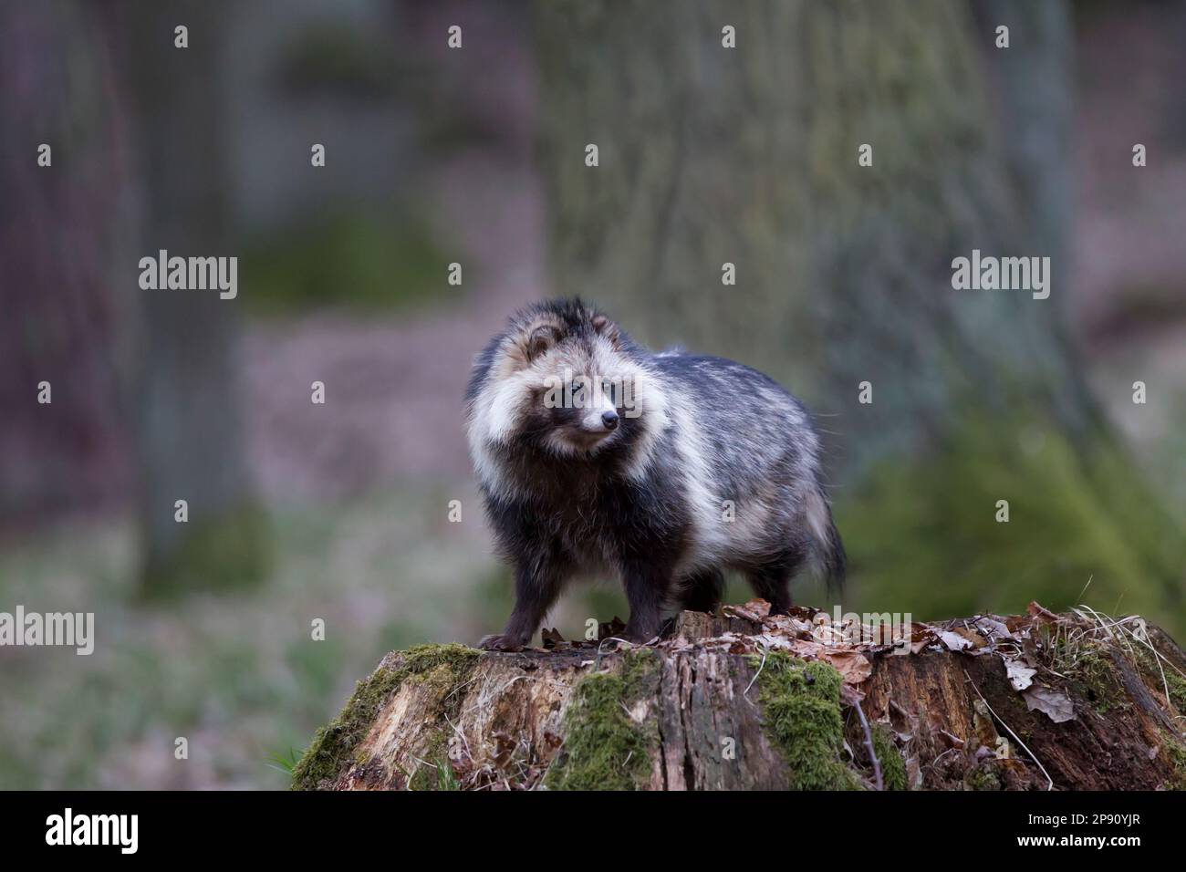 Marderhund, Nyctereutes procyonoides, Marderhund Stockfoto