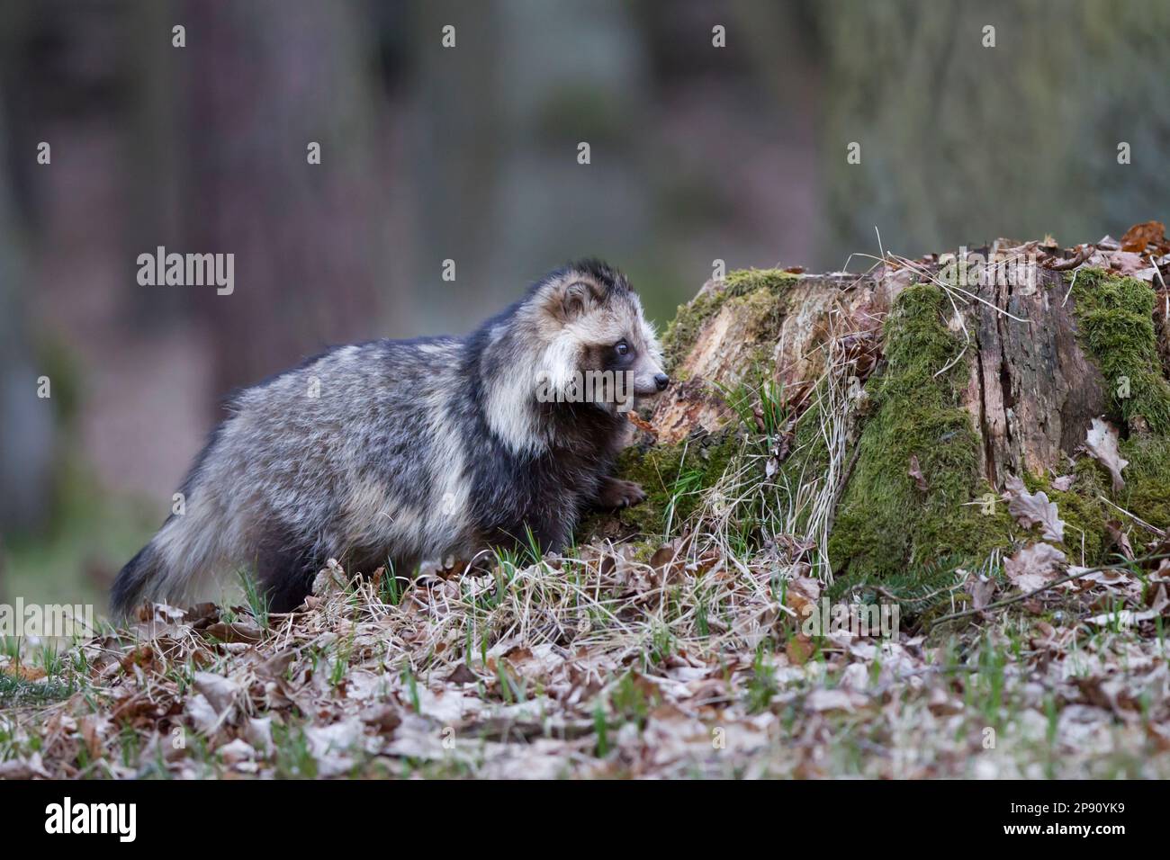 Marderhund, Nyctereutes procyonoides, Marderhund Stockfoto