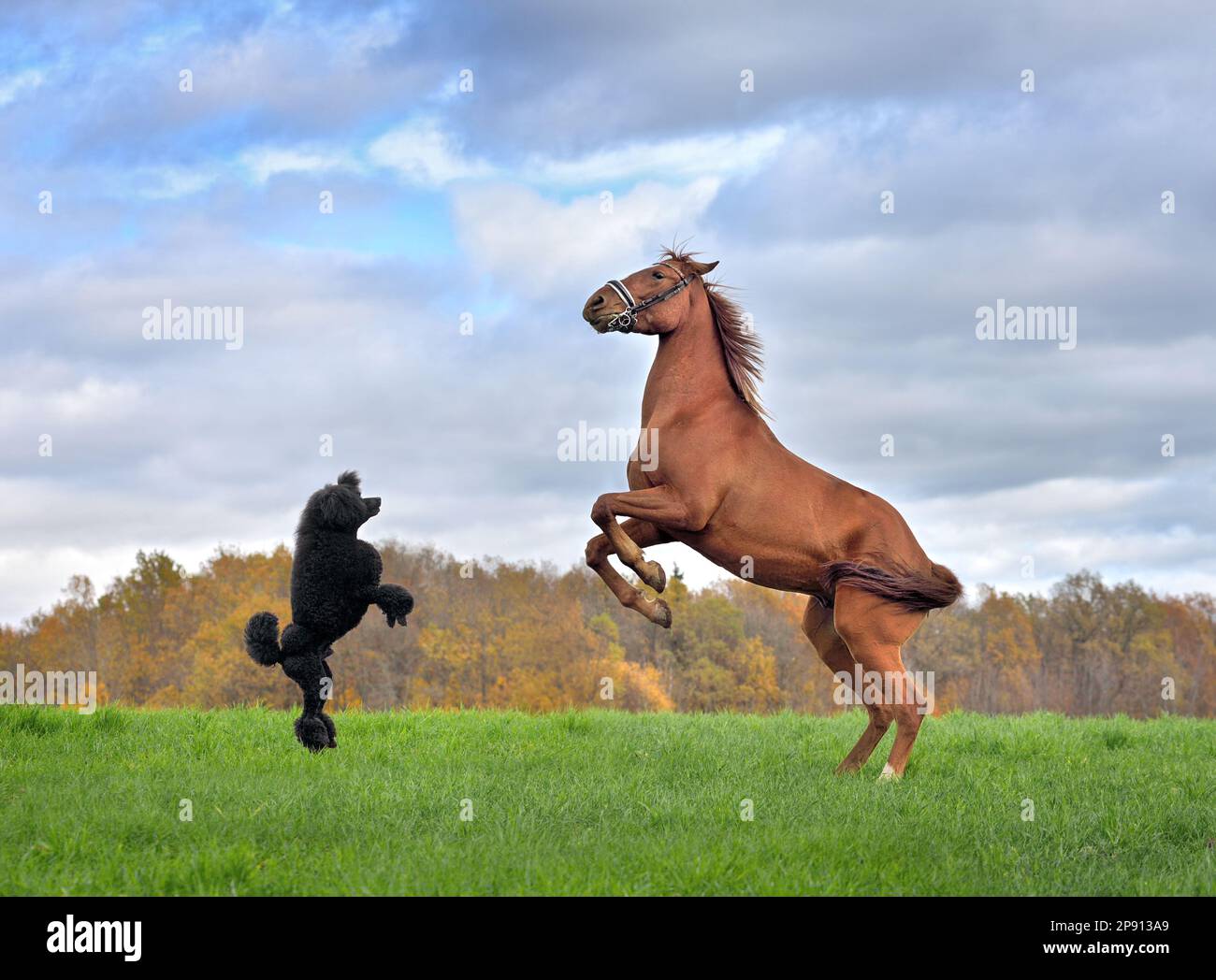 Schwarzer Pudel und rotes Pferd, das auf Hinterbeinen aufzieht und im Herbsthintergrund zu einander schaut Stockfoto