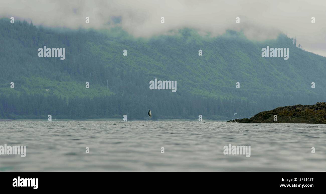 Einer nach dem anderen springt der Fisch aus dem Wasser. Ein Wunderland aus See und Bergen. Die Lachswanderung in Alaska, USA, 2017 Stockfoto