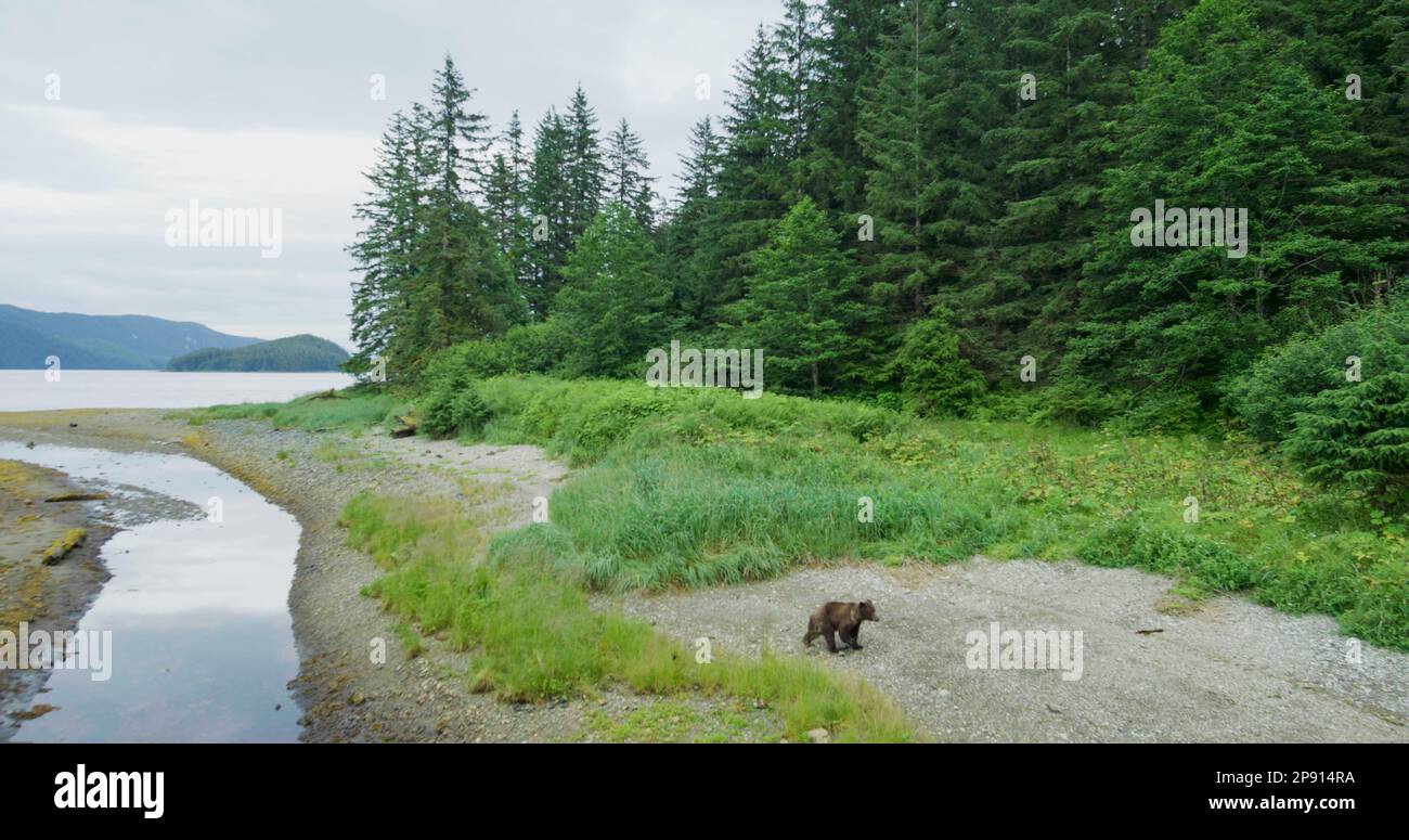 Ein Braunbär läuft auf der Wiese am Fluss. Luftaufnahme. Die Lachswanderung in Alaska, USA, 2017 Stockfoto