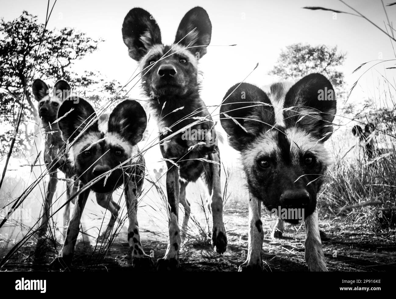 Wilde Hunde auf der Straße von Südafrika Stockfoto