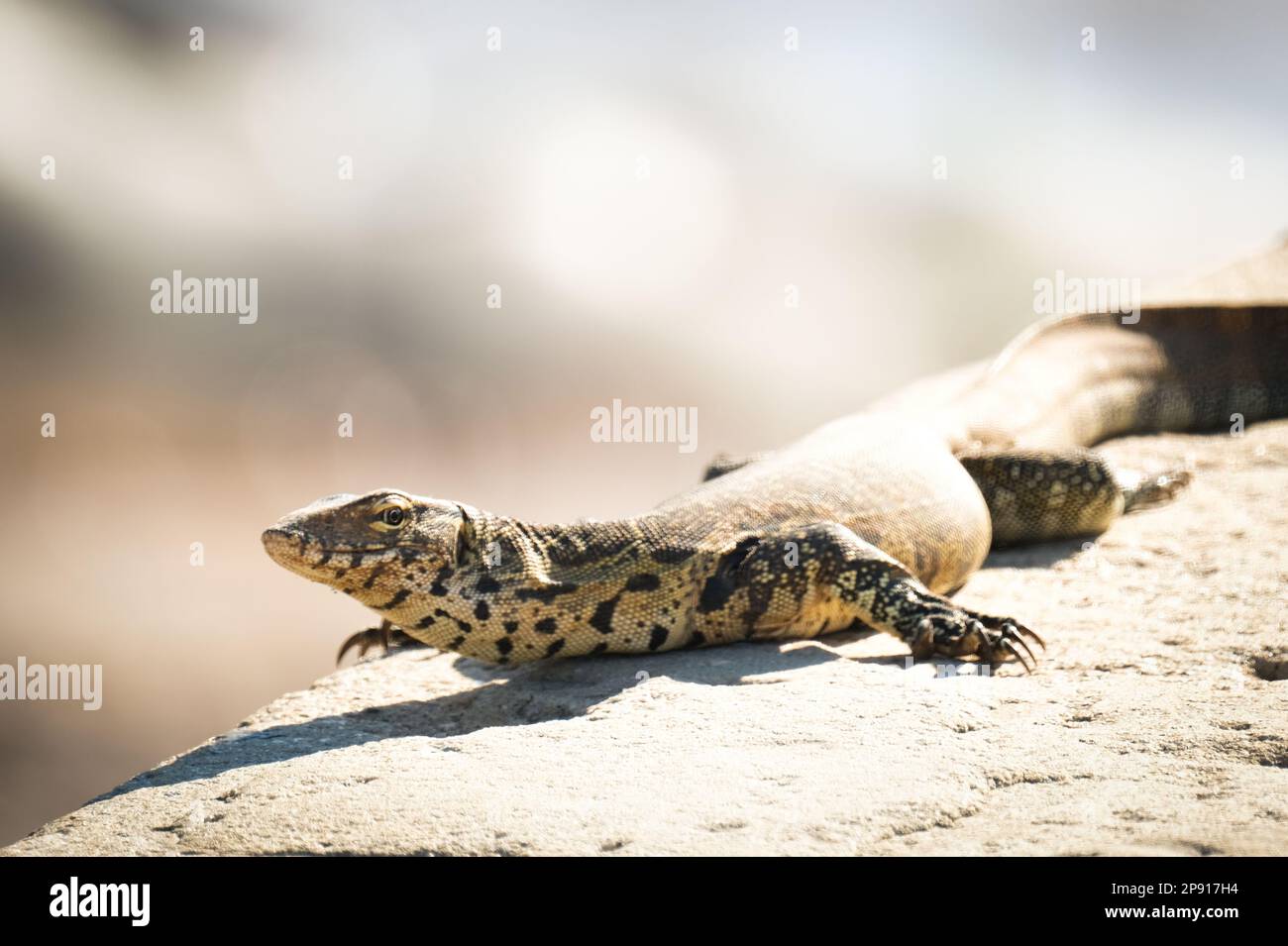 Überwachen Sie Lizard in der Wildnis Stockfoto