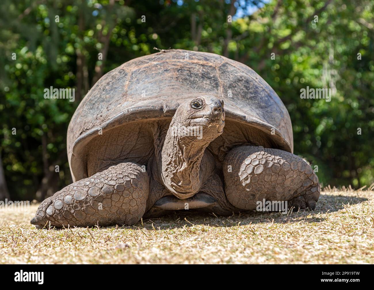 Nahaufnahme einer Aldabra-Riesenschildkröte (Aldabrachelys gigantea) auf Curieuse Island (Seychellen) Stockfoto