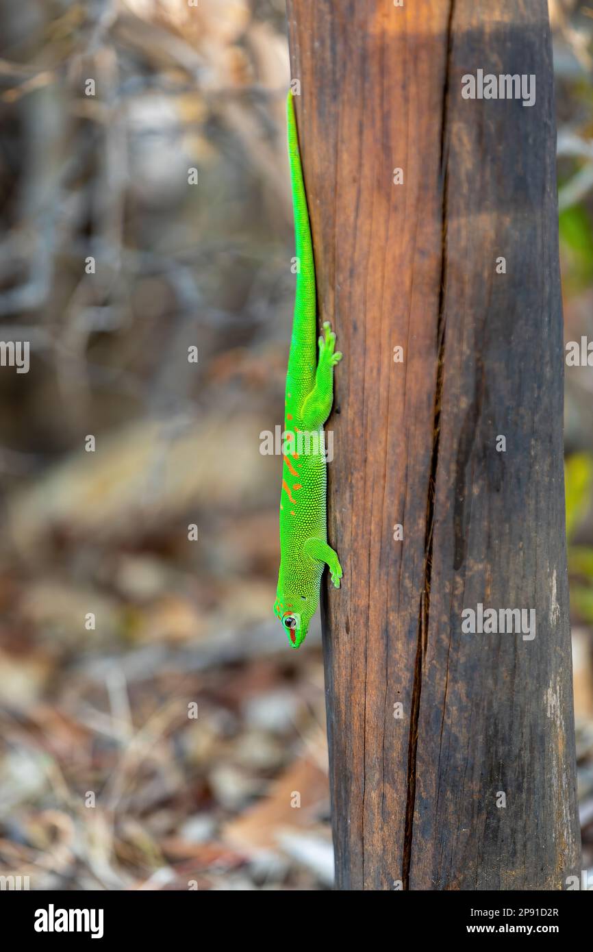 Phelsuma grandis, endemische, tageszeitliche Arborealarten des Tagesgecko, Teil der Phelsuma-Eidechsen-Gruppe. Antsiranana, Madagaskar Wildtier Stockfoto