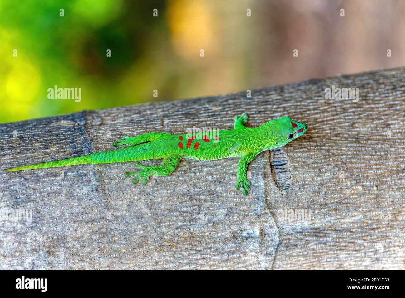 Phelsuma grandis, endemische, tageszeitliche Arborealarten des Tagesgecko, Teil der Phelsuma-Eidechsen-Gruppe. Ankarana Special Reserve, Madagaskar Wildtiere Ani Stockfoto