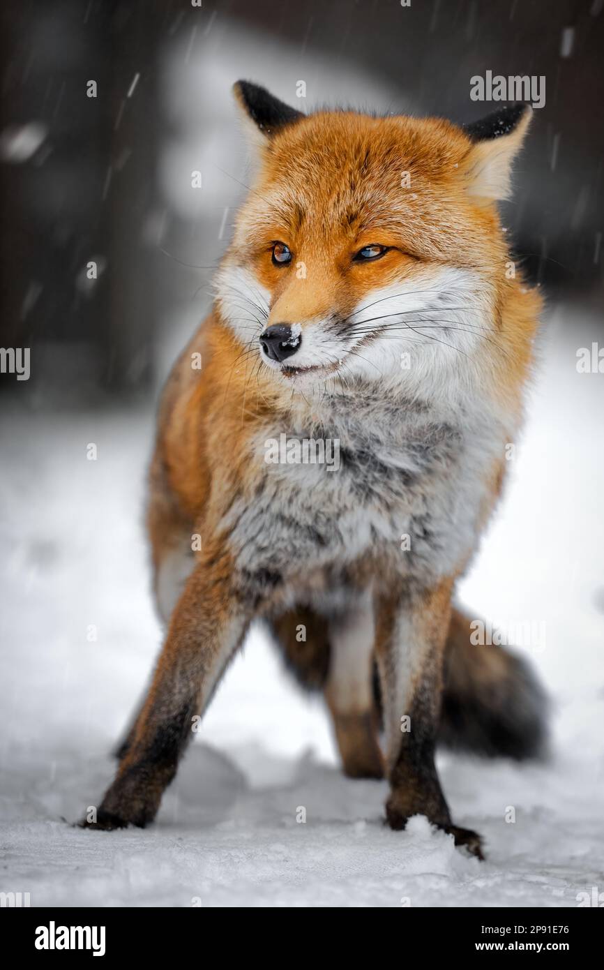 Der rote Fuchs ist hungrig und auf der Suche nach Beute. Stockfoto