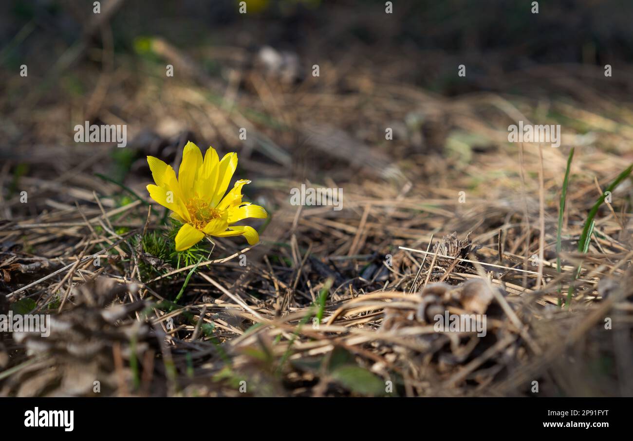 Nahaufnahme eines Adonis vernalis oder Fasanenauges. Mehrjährige Blütenpflanze. Stockfoto