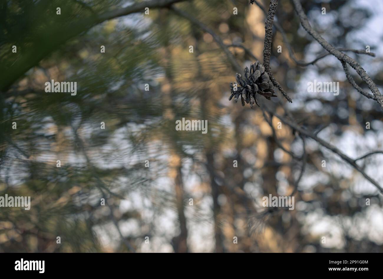 Nahaufnahme eines Kiefernkegels auf dem Baum. Immergrüner Wald. Holzhintergrund. Stockfoto
