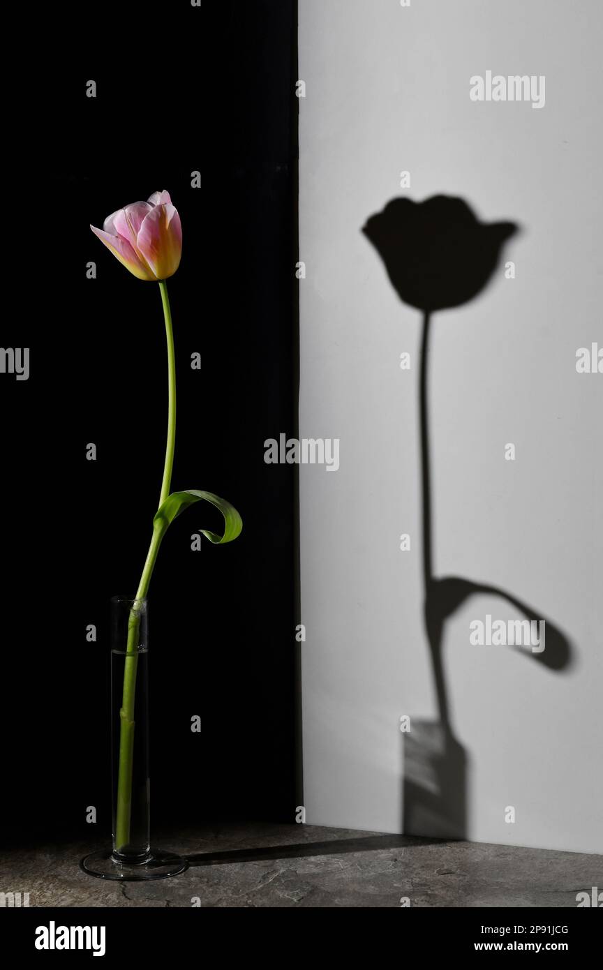 Eine Tulpe und ein Schatten mit schwarzem und weißem Hintergrund abstrahieren Stockfoto