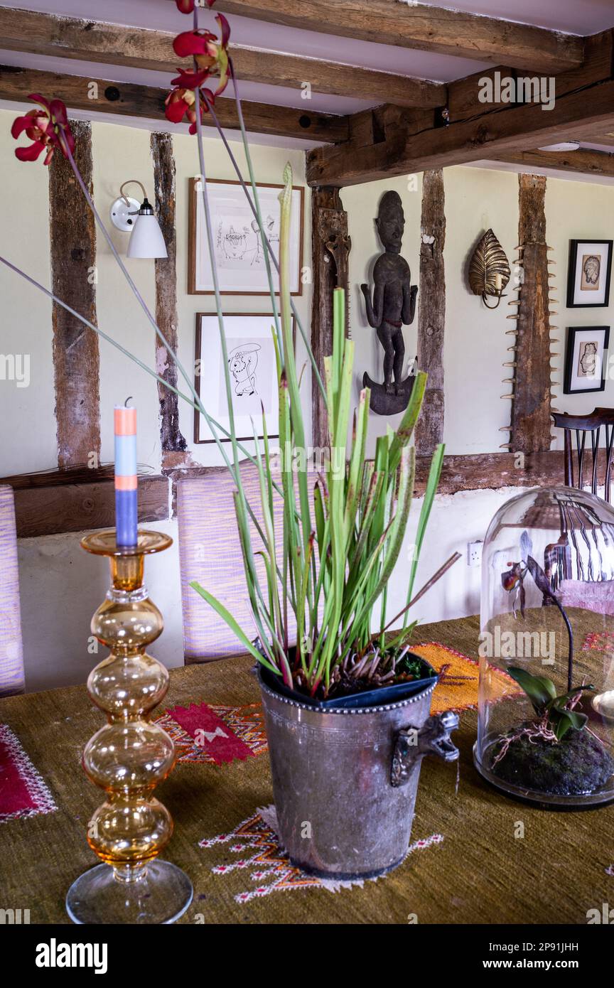 Große Orchidee auf Tischdecken aus Wandteppichen mit Kuriosen im Bauernhaus Tudor des 16. Jahrhunderts, Suffolk, Großbritannien. Stockfoto