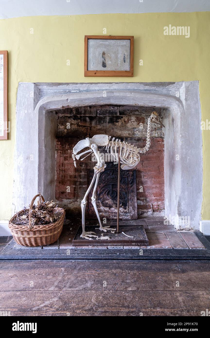 Straußenskelett und Kiefernkegel im Bauernhaus Tudor aus dem 16. Jahrhundert, Suffolk, Großbritannien. Stockfoto
