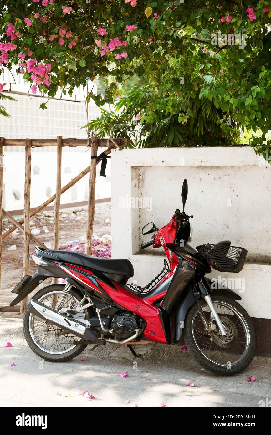 Roten Motorrad geparkt unter einem schönen blühenden Baum. Motorrad auf einer Landstraße-Nahaufnahme Stockfoto