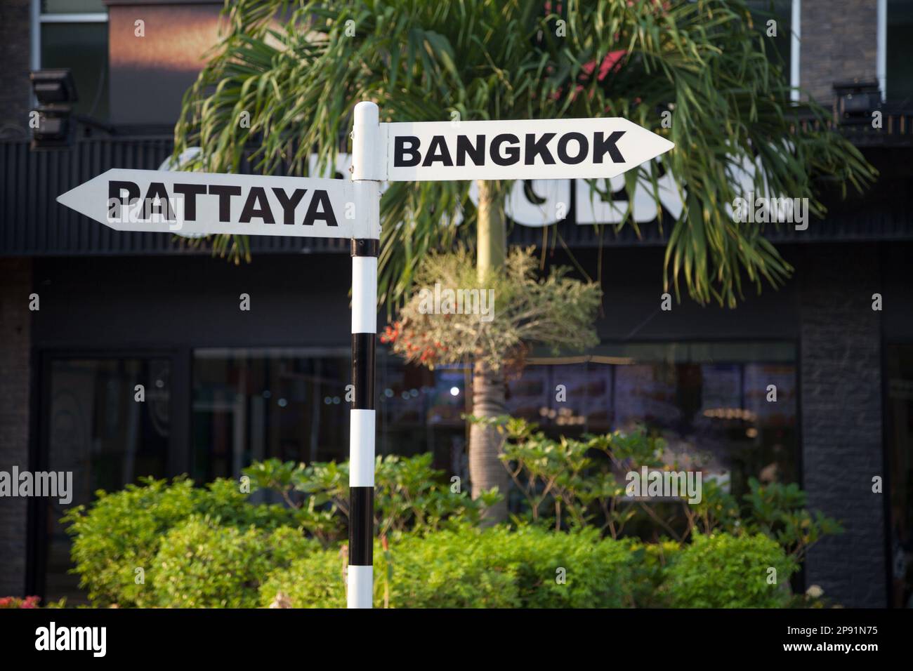 Pointer-Schild für Touristen in Bangkok und Pattaya. Thailand Stadtführer. Palme Stockfoto