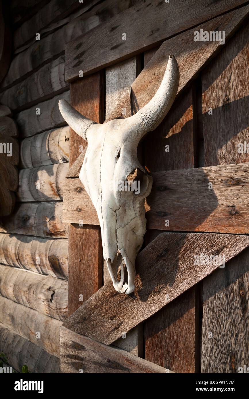 Weißer Bullenschädel, der an einer hölzernen Scheunenwand hängt. Dekoration einer Bar im westlichen Stil mit totem Tierkopf Stockfoto